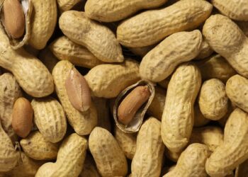 Argentina consolida su liderazgo mundial en la exportación de maní