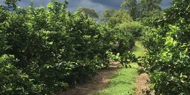 Citricultura: ensayos de la Eeaoc demuestran que los drones vuelven más eficiente la producción