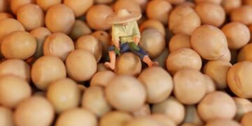China va a comprar más soja en Argentina y Uruguay