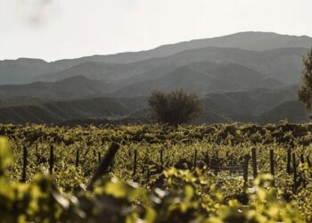 Nueva indicación geográfica: en los Valles Templados de Jujuy, la vitivinicultura tiene un norte productivo