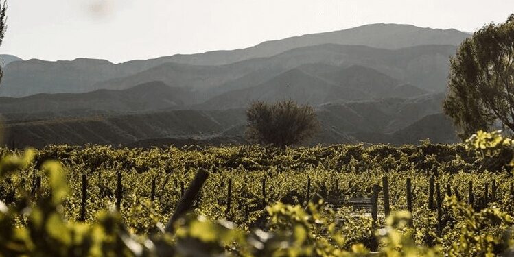 Nueva indicación geográfica: en los Valles Templados de Jujuy, la vitivinicultura tiene un norte productivo