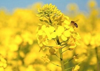 La colza pisa fuerte en Tucumán: “Es una alternativa real para diversificar el invierno”