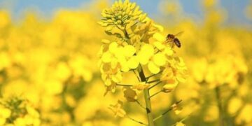 La colza pisa fuerte en Tucumán: “Es una alternativa real para diversificar el invierno”