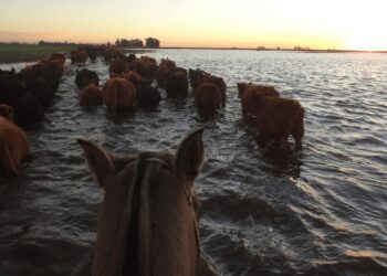 Recalculando: inundaciones, tasas y precio del maíz cambian el escenario ganadero