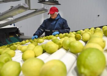 El limón motoriza las exportaciones tucumanas