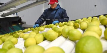 El limón motoriza las exportaciones tucumanas