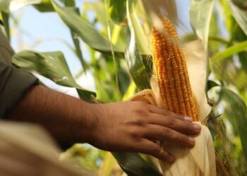 Siembra 2025/26: desde Córdoba confirman la recuperación del maíz y el “boom” del girasol