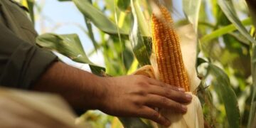 Siembra 2025/26: desde Córdoba confirman la recuperación del maíz y el “boom” del girasol