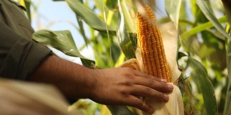 Siembra 2025/26: desde Córdoba confirman la recuperación del maíz y el “boom” del girasol