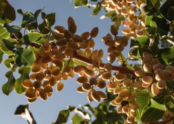 El oro verde que se acuña en San Juan: el pistacho como apuesta de futuro