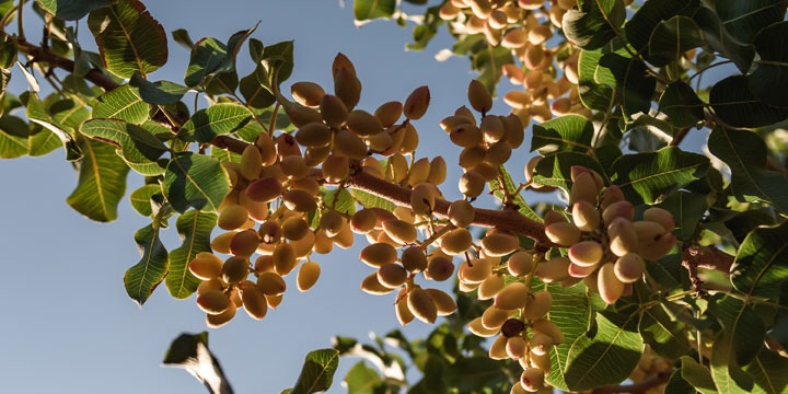 El oro verde que se acuña en San Juan: el pistacho como apuesta de futuro