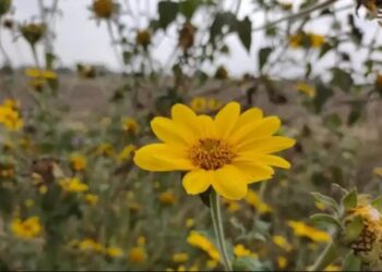 Malezas en caña: la Eeaoc insistió sobre manejo temprano y buenas prácticas de aplicación