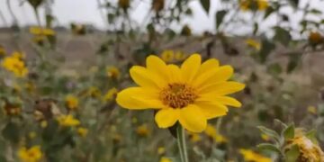 Malezas en caña: la Eeaoc insistió sobre manejo temprano y buenas prácticas de aplicación