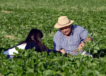 Argentina celebra el Día del Agricultor y del Productor Agropecuario: ¿por qué es el 8 de septiembre?