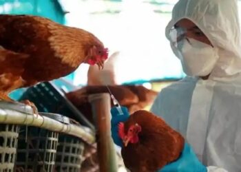 Influenza aviar: el Senasa confirmó un caso en Entre Ríos