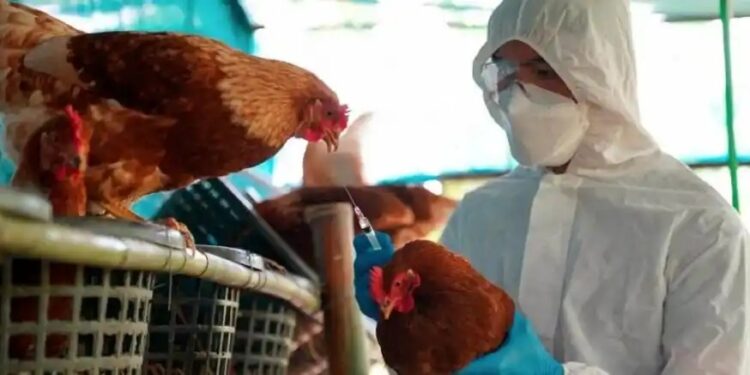 Influenza aviar: el Senasa confirmó un caso en Entre Ríos
