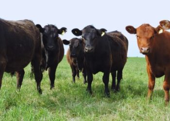 Pastoreo en alfalfa: el INTA reveló las pautas para elevar hasta 30% la producción de carne