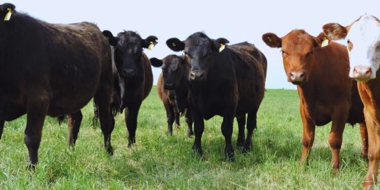 Pastoreo en alfalfa: el INTA reveló las pautas para elevar hasta 30% la producción de carne