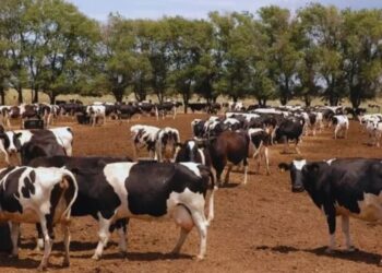 Lechería: con Argentina a la cabeza, Sudamérica vuelve a ser protagonista en la producción mundial