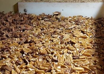 La reina del Delta: la nuez pecán entrerriana conquista el mundo