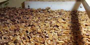 La reina del Delta: la nuez pecán entrerriana conquista el mundo