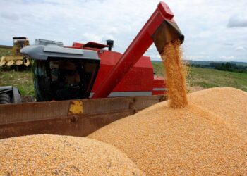 Consumo local, un sostén para los precios del maíz