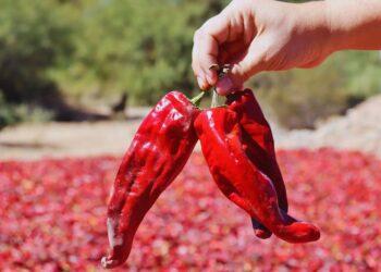 Pimentón del Valle Calchaquí: una denominación que resguarda tradición y calidad