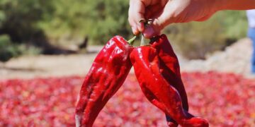 Pimentón del Valle Calchaquí: una denominación que resguarda tradición y calidad