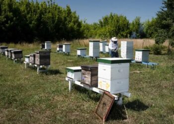 El Senasa busca evitar el ingreso de una plaga a colmenas del país