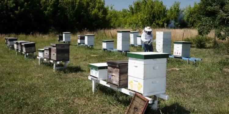 El Senasa busca evitar el ingreso de una plaga a colmenas del país