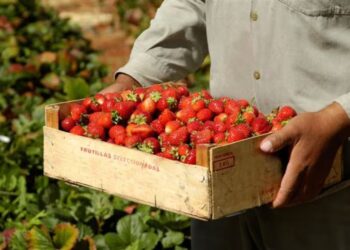 Frutilla en semi-hidroponía: sabor, rendimiento y oportunidad en Tucumán