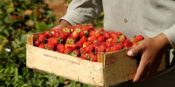 Frutilla en semi-hidroponía: sabor, rendimiento y oportunidad en Tucumán