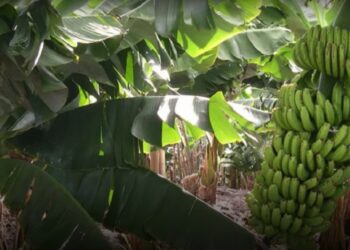 Una helada tardía agravó la crisis productiva en Formosa