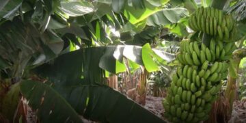 Una helada tardía agravó la crisis productiva en Formosa