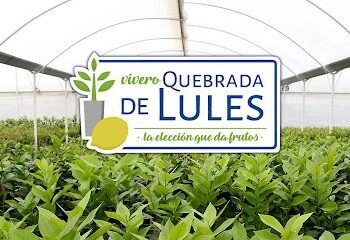 Desde el vivero al campo: la importancia de empezar con plantas de calidad