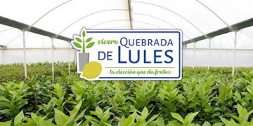 Desde el vivero al campo: la importancia de empezar con plantas de calidad