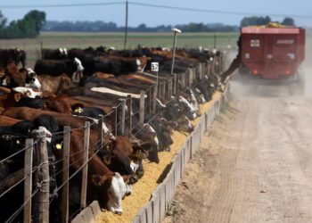 “No hay negocio que aguante”: preocupado, un eslabón clave de la carne espera una revancha