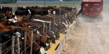 “No hay negocio que aguante”: preocupado, un eslabón clave de la carne espera una revancha