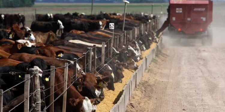 “No hay negocio que aguante”: preocupado, un eslabón clave de la carne espera una revancha