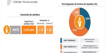 En Córdoba, el maíz recupera terreno