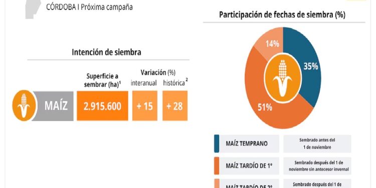 En Córdoba, el maíz recupera terreno
