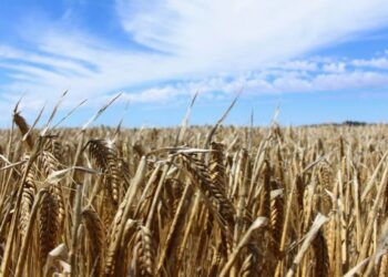 Deficiencia de zinc: un desafío silencioso para el trigo y la cebada