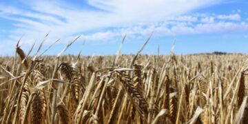 Deficiencia de zinc: un desafío silencioso para el trigo y la cebada