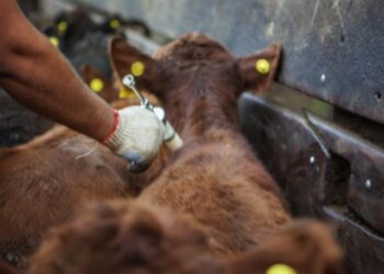 Un paso estratégico hacia un país libre de aftosa sin vacunación