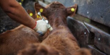 Un paso estratégico hacia un país libre de aftosa sin vacunación