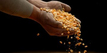 A China ya no le interesa comprar cereales
