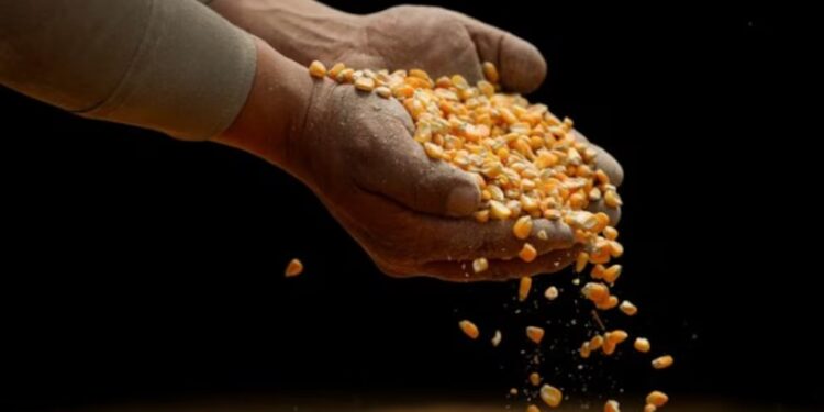 A China ya no le interesa comprar cereales