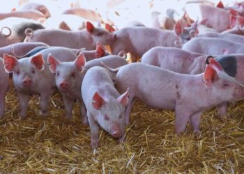 Una vacuna oral hecha con peperina promete mejorar la salud de los lechones
