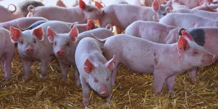 Una vacuna oral hecha con peperina promete mejorar la salud de los lechones