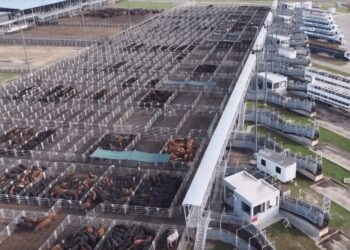 Bienestar animal: aprueban nuevo protocolo para gestionar el riesgo en el Mercado de Cañuelas